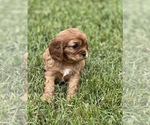 Small #1 Cavalier King Charles Spaniel