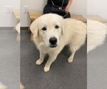 Small #1 Great Pyrenees Mix