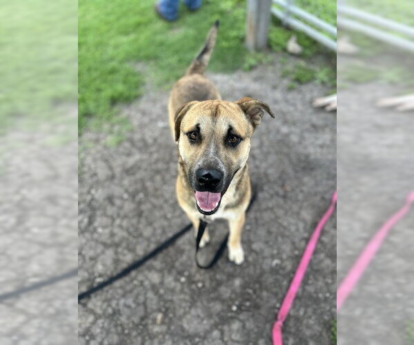 Medium Photo #2 German Shepherd Dog-Unknown Mix Puppy For Sale in Corpus Christi, TX, USA