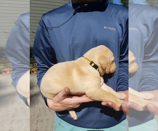 Medium Photo #13 Labrador Retriever Puppy For Sale in CORDELE, GA, USA