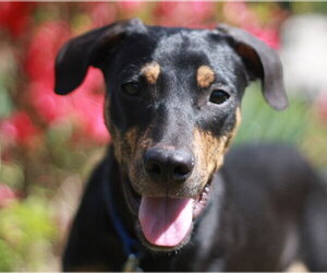 Beagle-Mountain Cur Mix Dogs for adoption in Cookeville, TN, USA