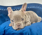 Small Photo #8 French Bulldog Puppy For Sale in CORPUS CHRISTI, TX, USA