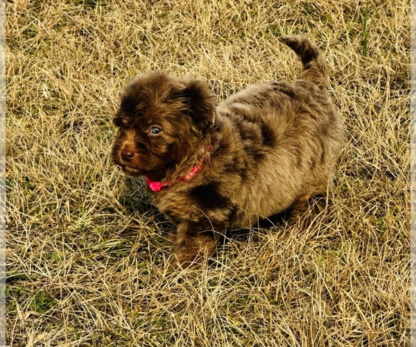 Medium Photo #3 Miniature Bernedoodle Puppy For Sale in GROVETON, TX, USA