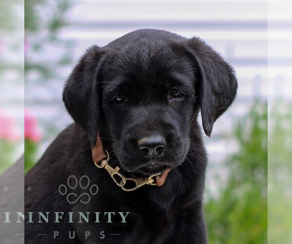 Medium Photo #1 Labrador Retriever Puppy For Sale in JONESTOWN, PA, USA