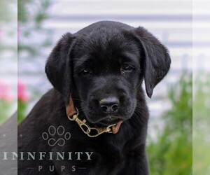 Labrador Retriever Puppy for sale in JONESTOWN, PA, USA