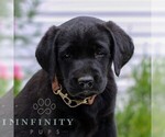 Small Labrador Retriever