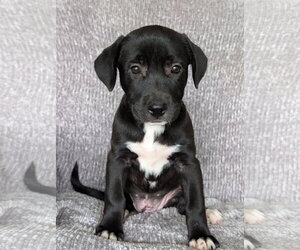 Labrador Retriever-Unknown Mix Dogs for adoption in Oakhurst, NJ, USA