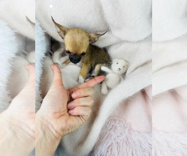 Medium Photo #8 Chihuahua Puppy For Sale in NAPLES, FL, USA