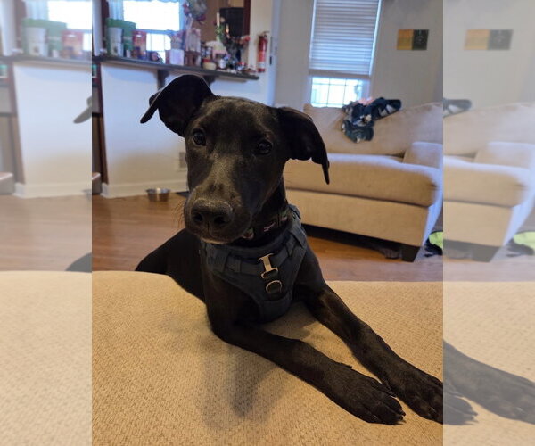 Medium Photo #7 Doberman Pinscher-Miniature Schnauzer Mix Puppy For Sale in Pottstown, PA, USA