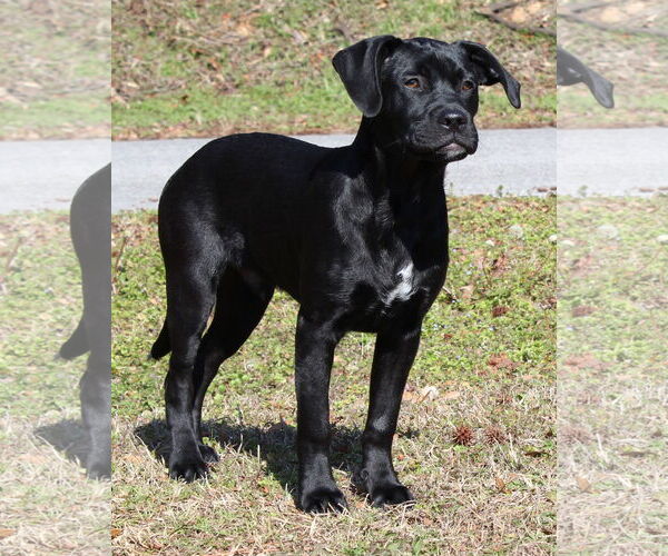 Medium Photo #2 Boxer-Unknown Mix Puppy For Sale in Prattville, AL, USA