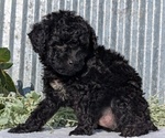 Small #9 Poodle (Toy)