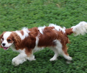 Cavalier King Charles Spaniel Puppy for sale in GRINNELL, IA, USA