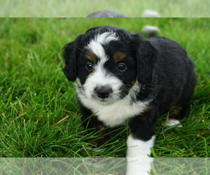 Miniature Bernedoodle Puppy for Sale in DUNDEE, Ohio USA