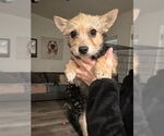 Small #2 Mutt