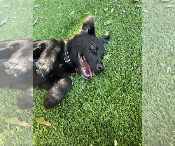 Medium Photo #2 Mutt Puppy For Sale in Sandy, UT, USA