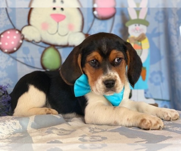 Medium Photo #2 Beagle Puppy For Sale in LANCASTER, PA, USA