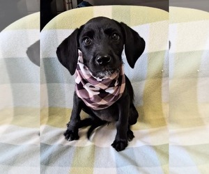 Labrador Retriever-Unknown Mix Dogs for adoption in SHERBURNE, NY, USA