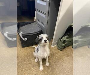 Mutt Dogs for adoption in Santa Cruz, CA, USA