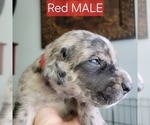 Puppy Red Collar Daniff-Neapolitan Mastiff Mix