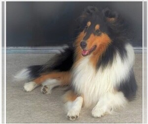 Collie Puppy for sale in SARASOTA, FL, USA