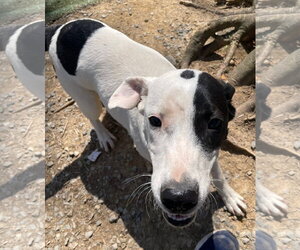 Goose - Male American Staffordshire Terrier-Unknown Mix Dog for Adoption - Photo #7