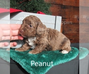 Poodle (Miniature) Puppy for sale in LE MARS, IA, USA