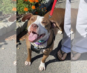 Mutt Dogs for adoption in Mount Laurel, NJ, USA