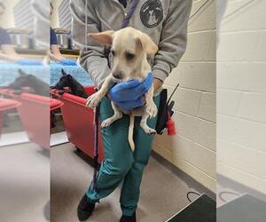 Mutt Dogs for adoption in Denver, CO, USA