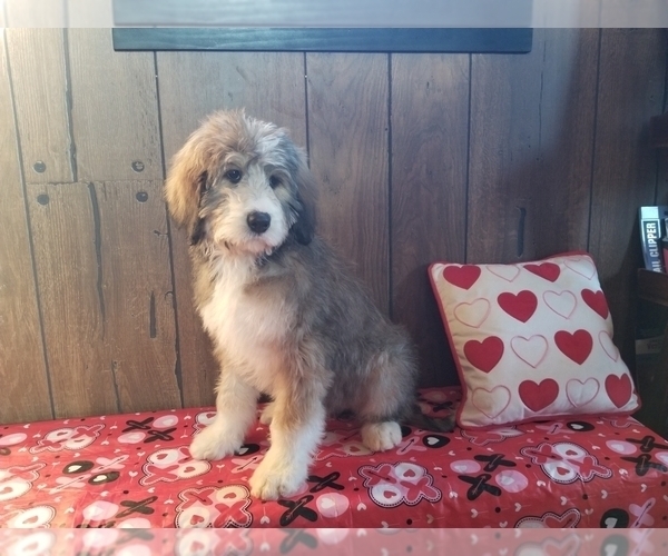 Medium Photo #7 Bernedoodle Puppy For Sale in BLACK FOREST, CO, USA