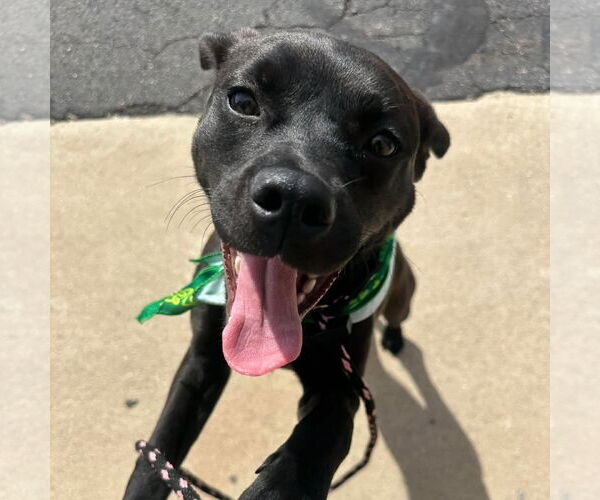 Medium Photo #1 Mutt Puppy For Sale in Germantown, OH, USA