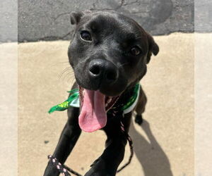 Mutt Dogs for adoption in Germantown, OH, USA