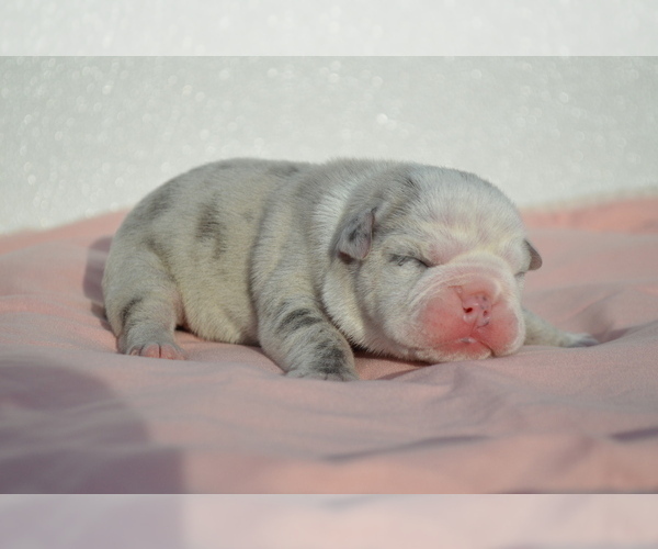 Medium Photo #3 Bulldog Puppy For Sale in STEPHENVILLE, TX, USA