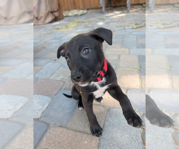 Medium Photo #1 Mutt Puppy For Sale in Salt Lake City, UT, USA