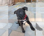 Small Mutt