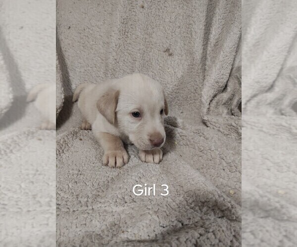 Medium Photo #1 Labrador Retriever Puppy For Sale in DODGEVILLE, WI, USA
