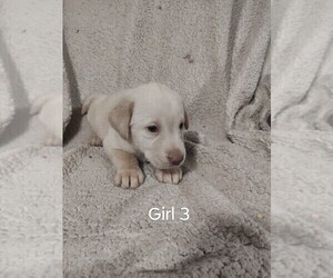 Medium Labrador Retriever