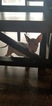 Small Photo #103 Bull Terrier Puppy For Sale in JACKSON, MI, USA