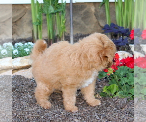 Medium Photo #2 Aussiedoodle Miniature  Puppy For Sale in MANHEIM, PA, USA