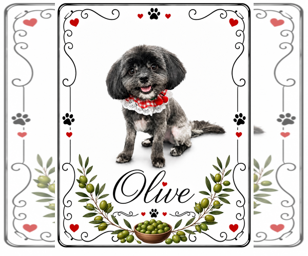Medium Photo #1 Shih Tzu-Unknown Mix Puppy For Sale in Valrico, FL, USA