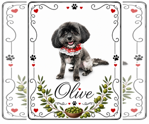 Shih Tzu-Unknown Mix Dogs for adoption in Valrico, FL, USA