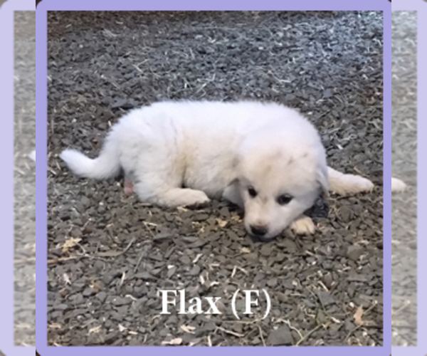 Medium Photo #4 Anatolian Shepherd-Great Pyrenees Mix Puppy For Sale in DEARY, ID, USA