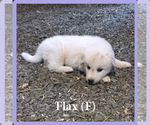 Small Photo #4 Anatolian Shepherd-Great Pyrenees Mix Puppy For Sale in DEARY, ID, USA