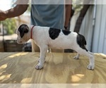 Puppy Bluey American Bulldog
