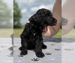Small Photo #26 Goldendoodle Puppy For Sale in HOWARD CITY, MI, USA