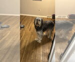 Small #5 Labradoodle