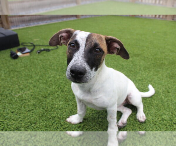 Medium Photo #2 Jack Russell Terrier-Unknown Mix Puppy For Sale in Chestertown, MD, USA