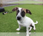 Small #1 Jack Russell Terrier Mix