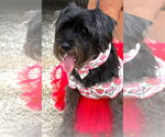 Small #1 Mutt