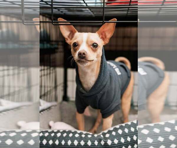 Medium Photo #2 Chihuahua-Unknown Mix Puppy For Sale in Visalia, CA, USA