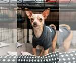 Small #1 Chihuahua Mix